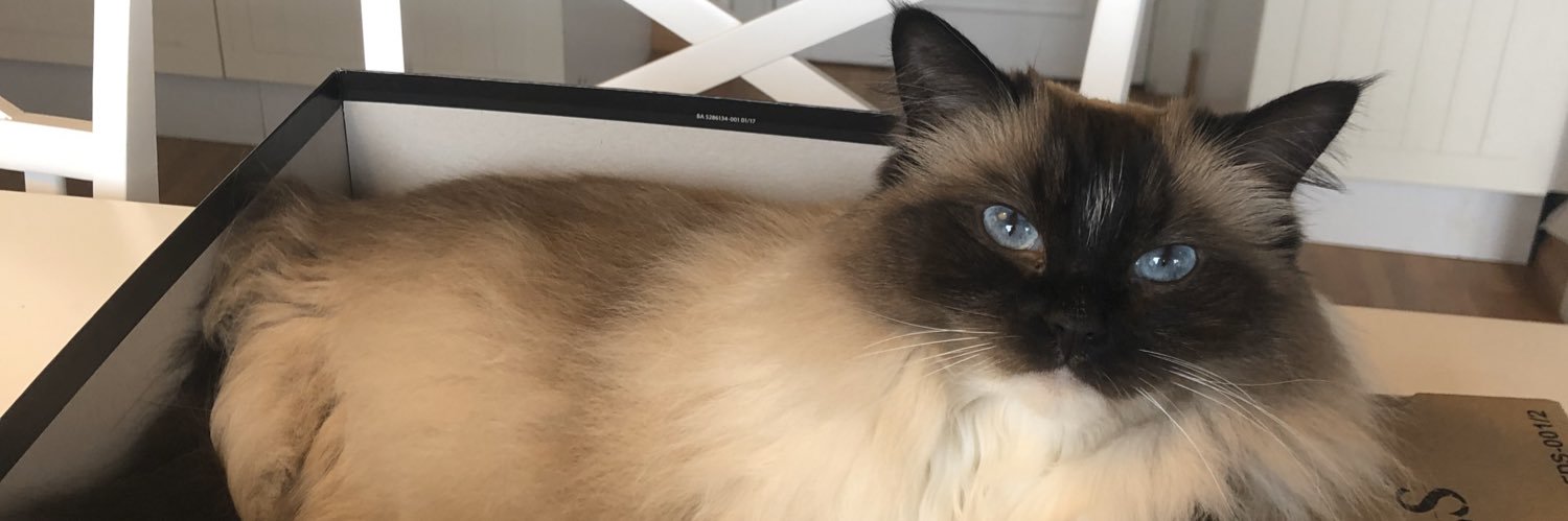 SmoothCat banner