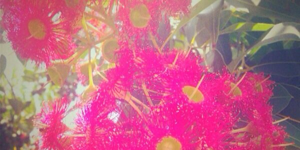 LadyLuWhynot's profile banner image