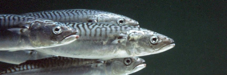 Damo Mackerel 👣 2 + 2 = 4 banner
