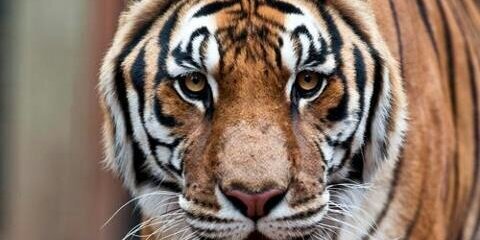 South View Football banner