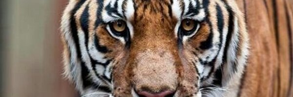 SoftballSVTiger Profile Banner