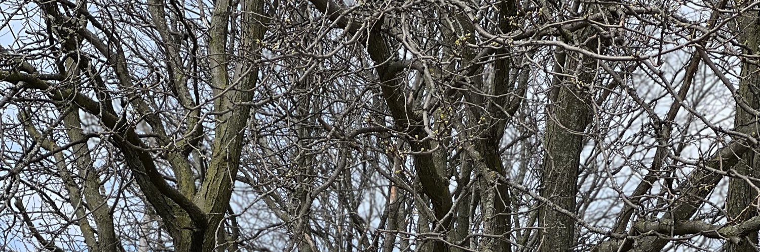 silveriojohan's profile banner image