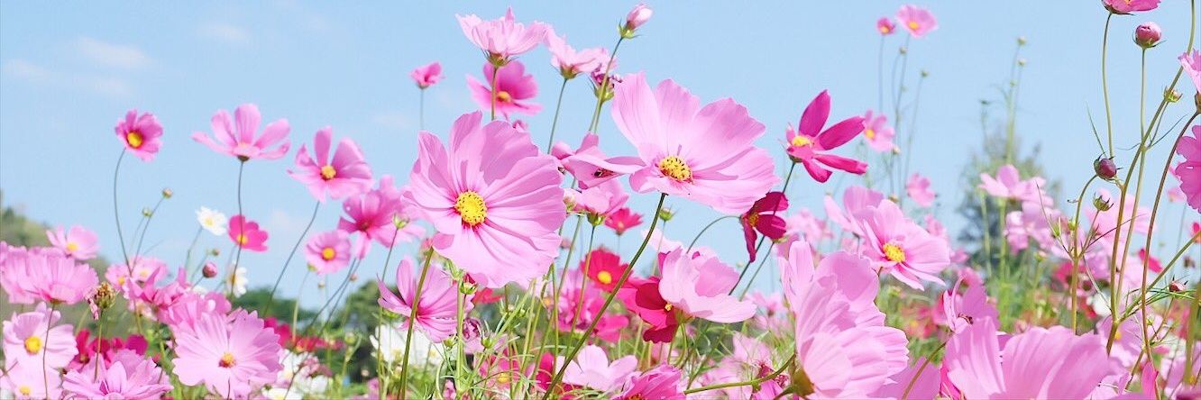 🌸*•.¸¸.•🌼´𝒫𝓊𝒾 𝒫𝓊𝒾𝒾`🌷•.¸¸.•🌻 banner