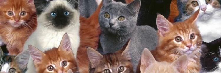 AgentMeowington's profile banner image