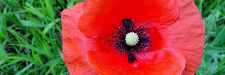 Ryann K. Moran banner