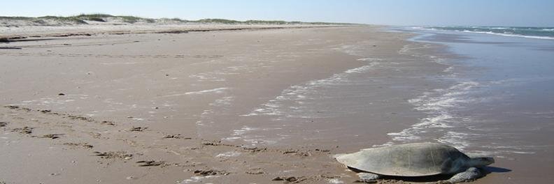 Alligator_Point's profile banner image