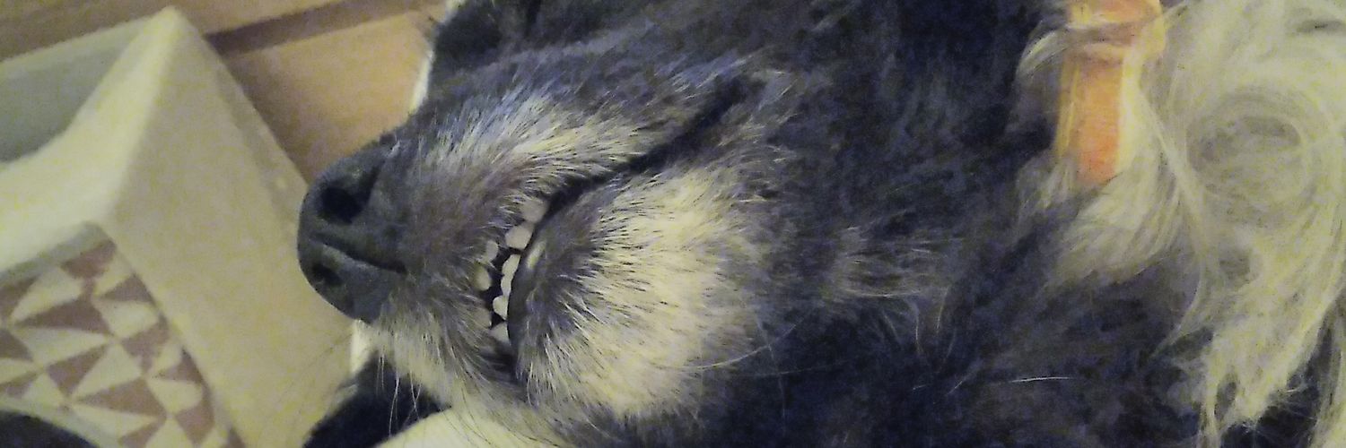 fayecatrini's profile banner image