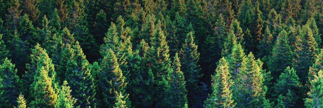 PinelandsFest's profile banner image