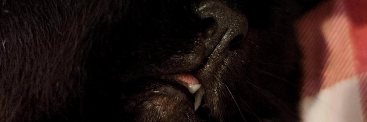 isolannn's profile banner image