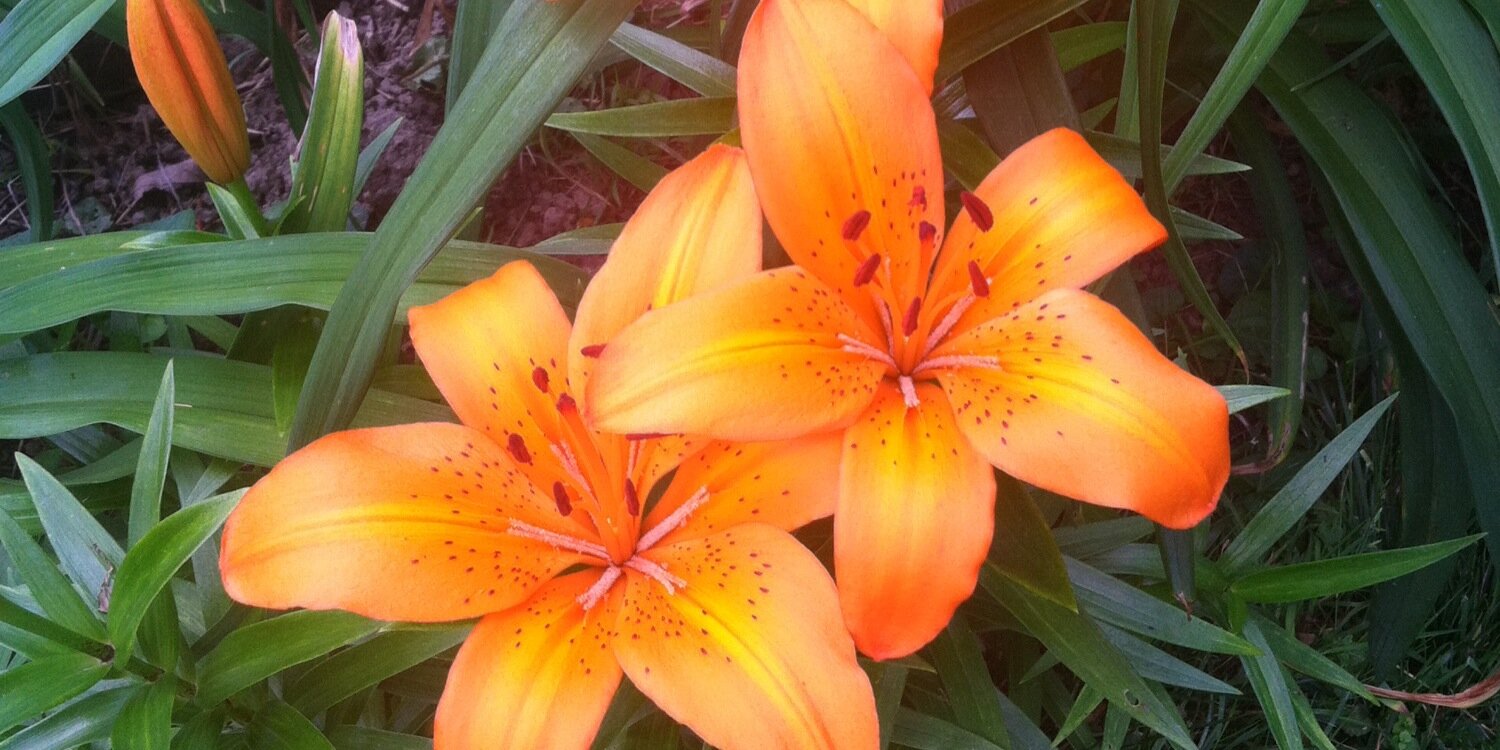 HeidiKlemann's profile banner image