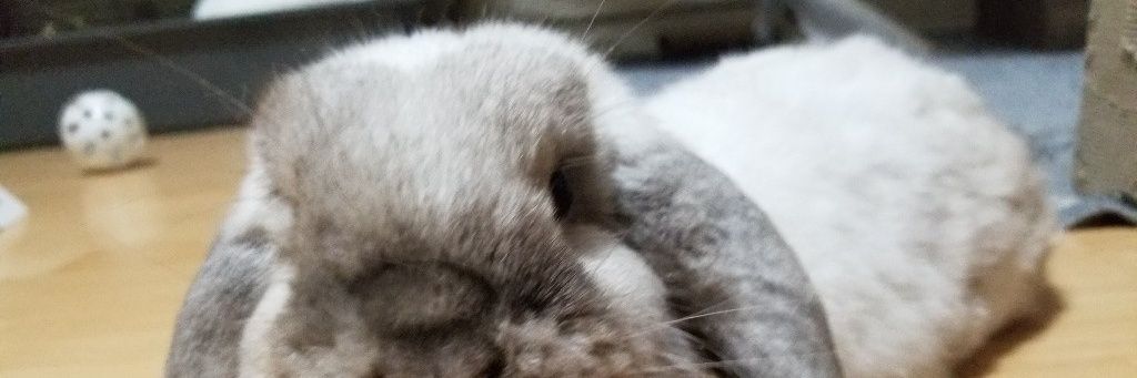 Essehm's profile banner image
