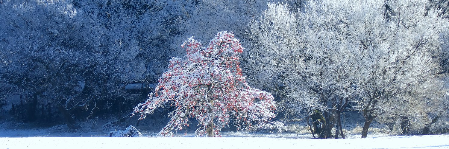 ドゥちゃん .:✼̥୭*ˈ banner