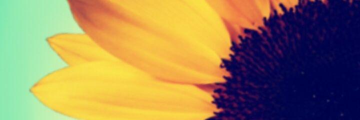 l_SweetnSassy's profile banner image