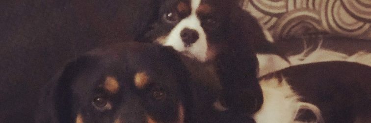 cheeseb1234's profile banner image