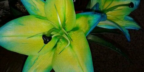coco_tobar's profile banner image