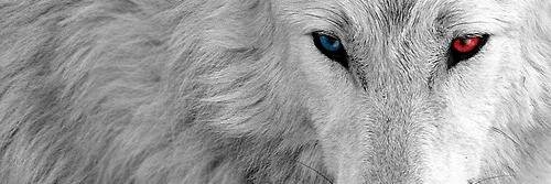 RecluseManockAD's profile banner image