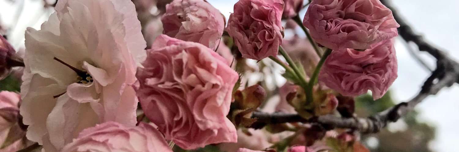 _Ellenconnor's profile banner image
