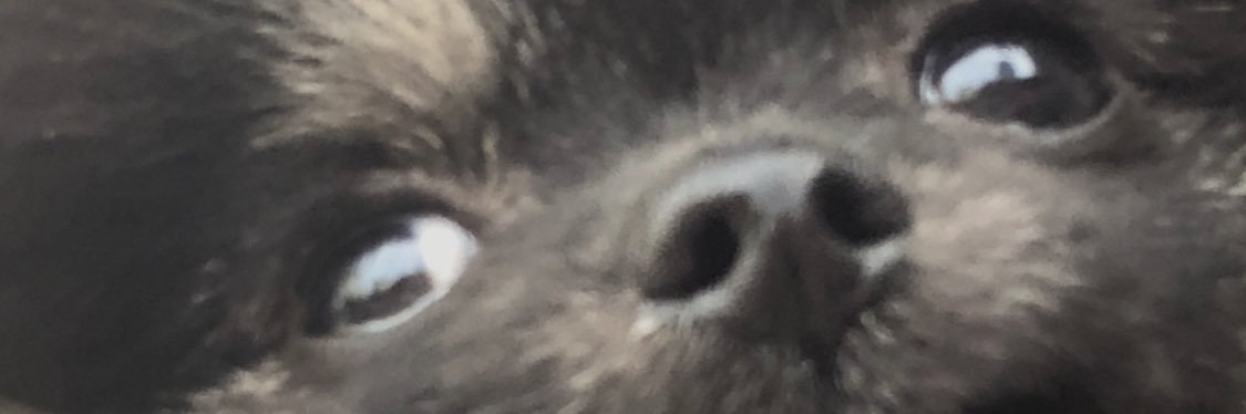 thesquiddler427's profile banner image