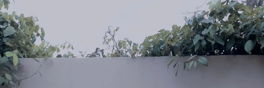 bagusiero's profile banner image