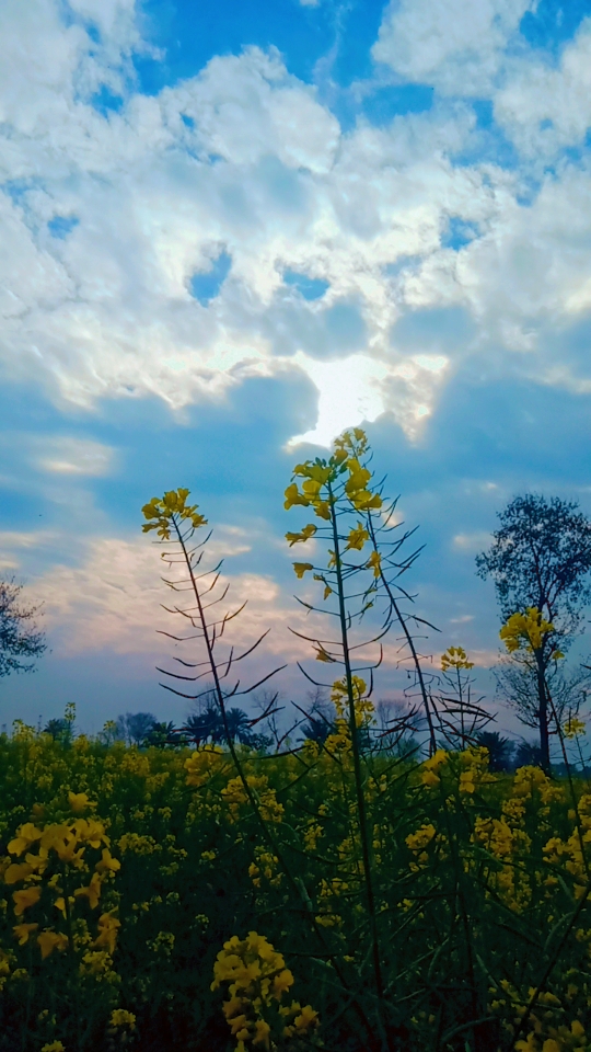mqasl1's profile banner image