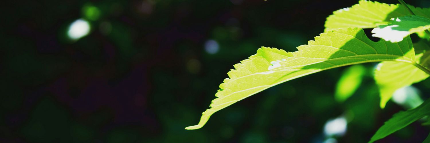 blacksheep8080's profile banner image