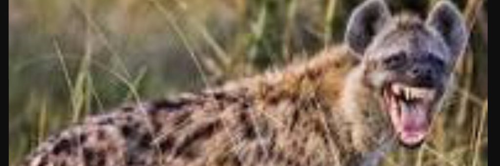 extickerpimp's profile banner image