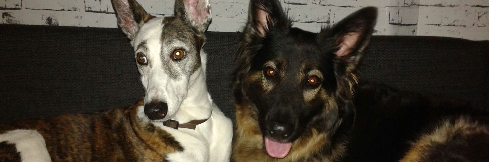 sonrisadelGalGo's profile banner image