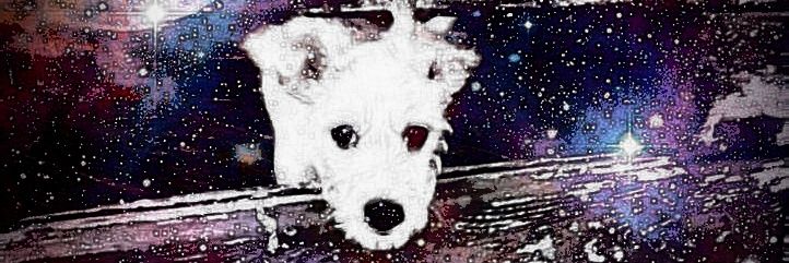 RoAripigi's profile banner image