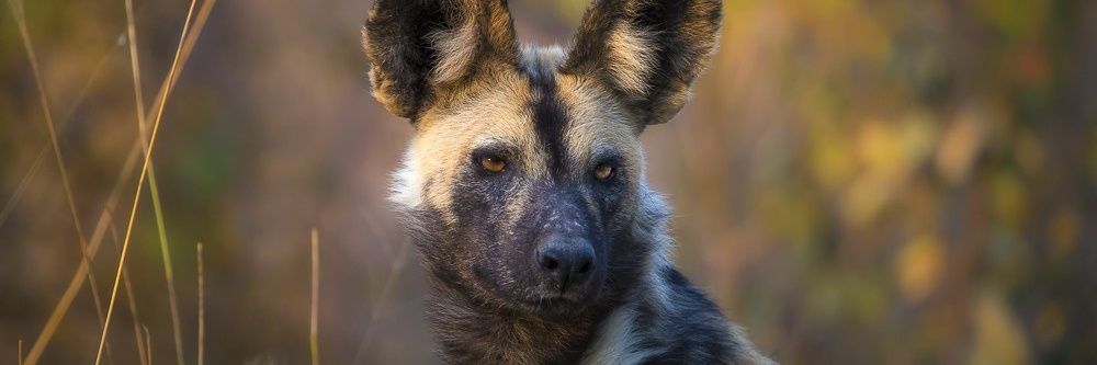 🇺🇦 Fritter 🐕 banner