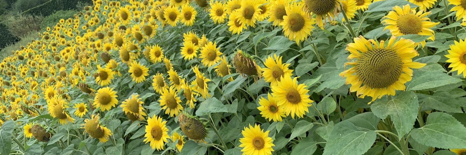 Sharon Valler banner