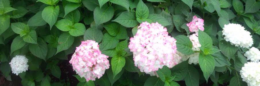 hydrangea0818's profile banner image