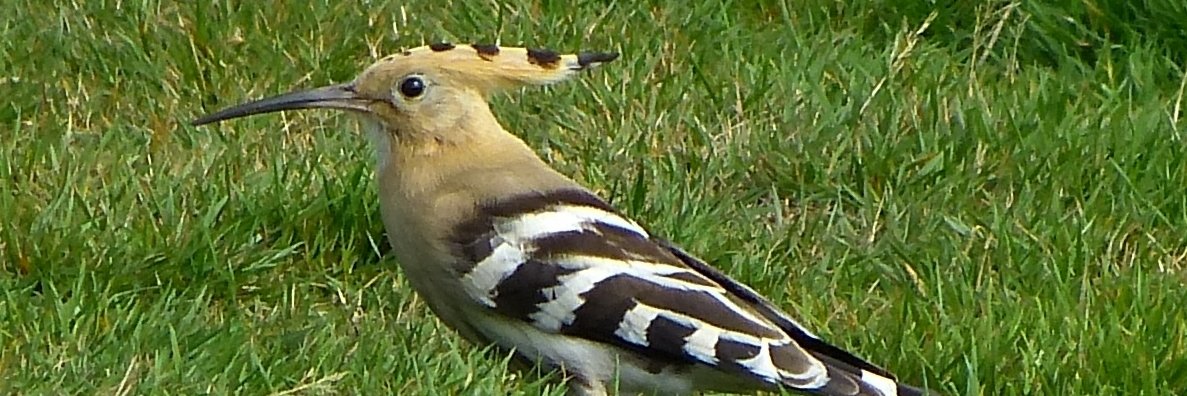 PenwithBirder's profile banner image