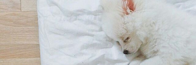 punkzbra's profile banner image