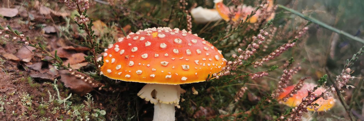 holly crypt 🕷️ banner