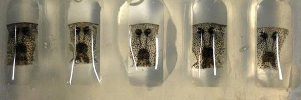 Manzini Lab 🐸 banner