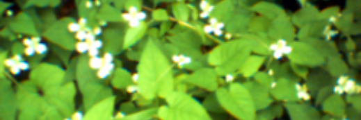 bripre banner