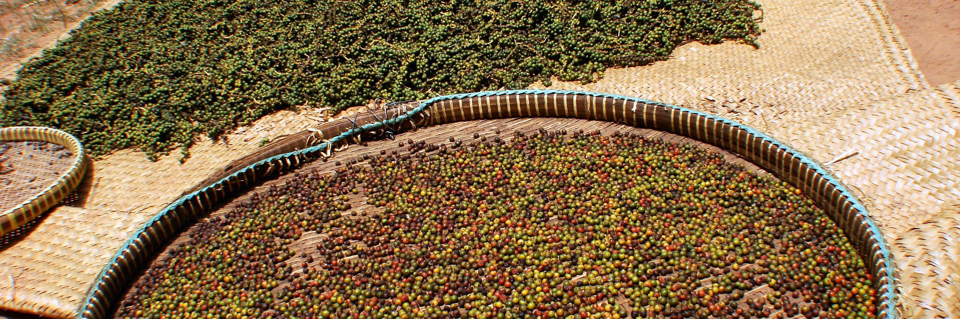 KADODE KAMPOT PEPPER banner