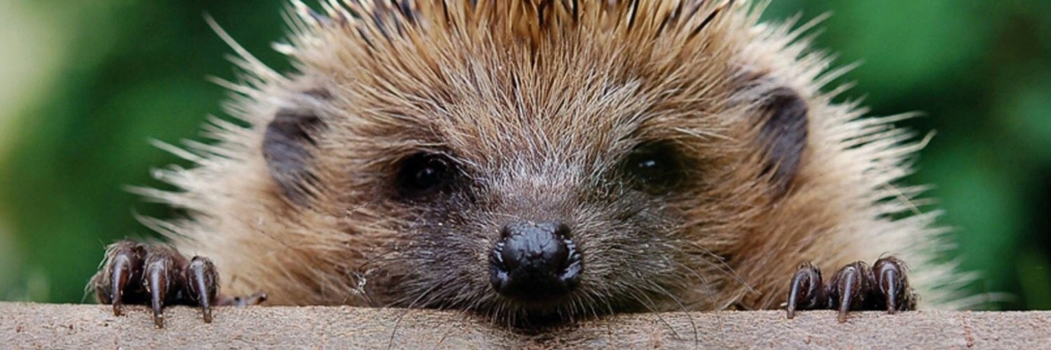 wmHogletHero's profile banner image