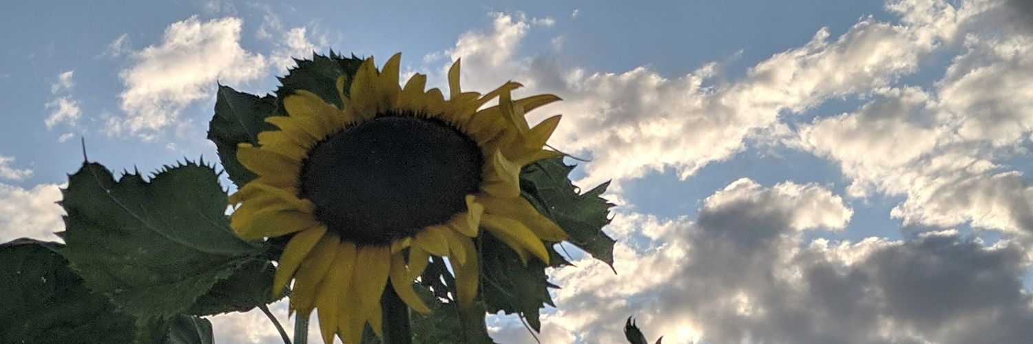 c_morks's profile banner image
