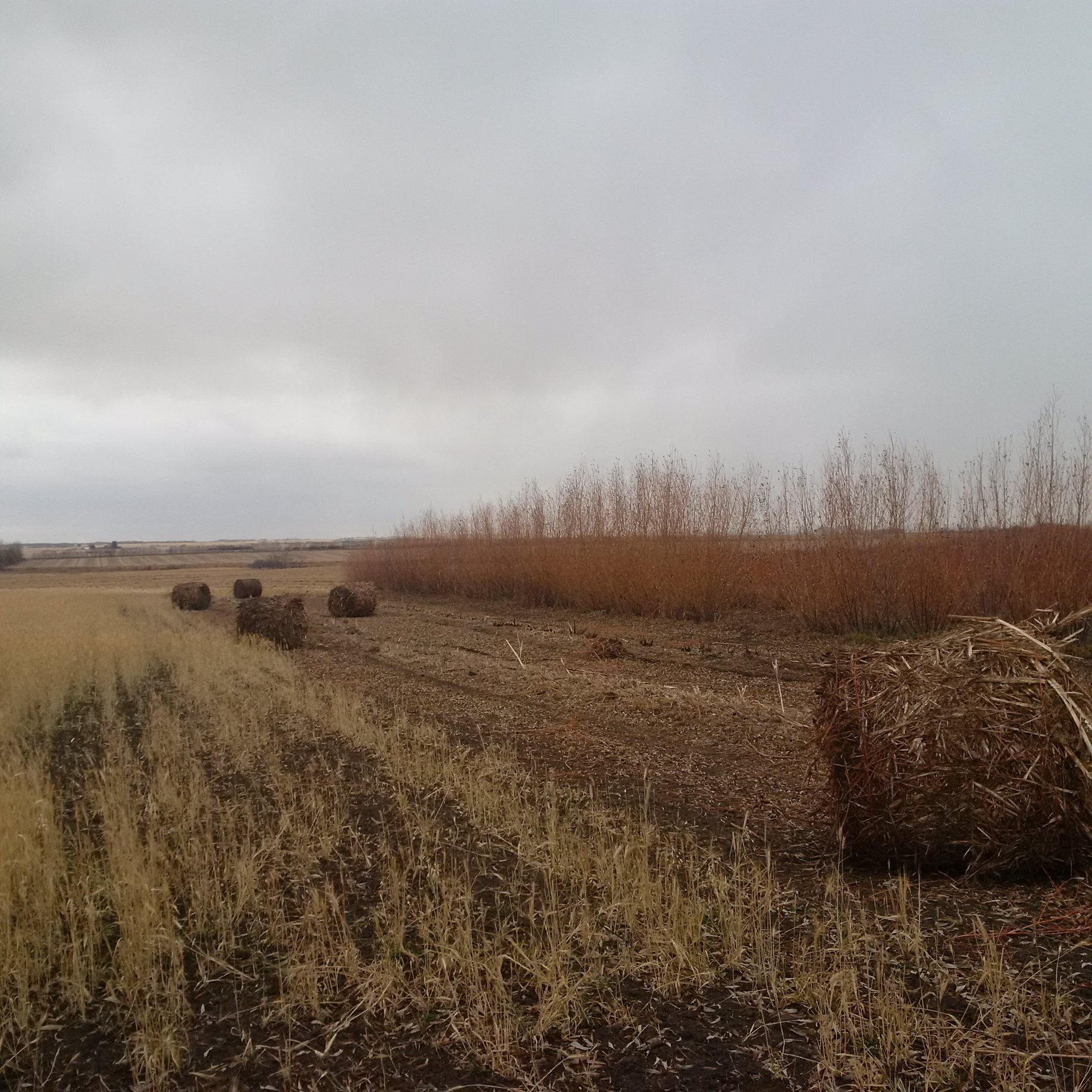 Sask_Agroforest's profile banner image