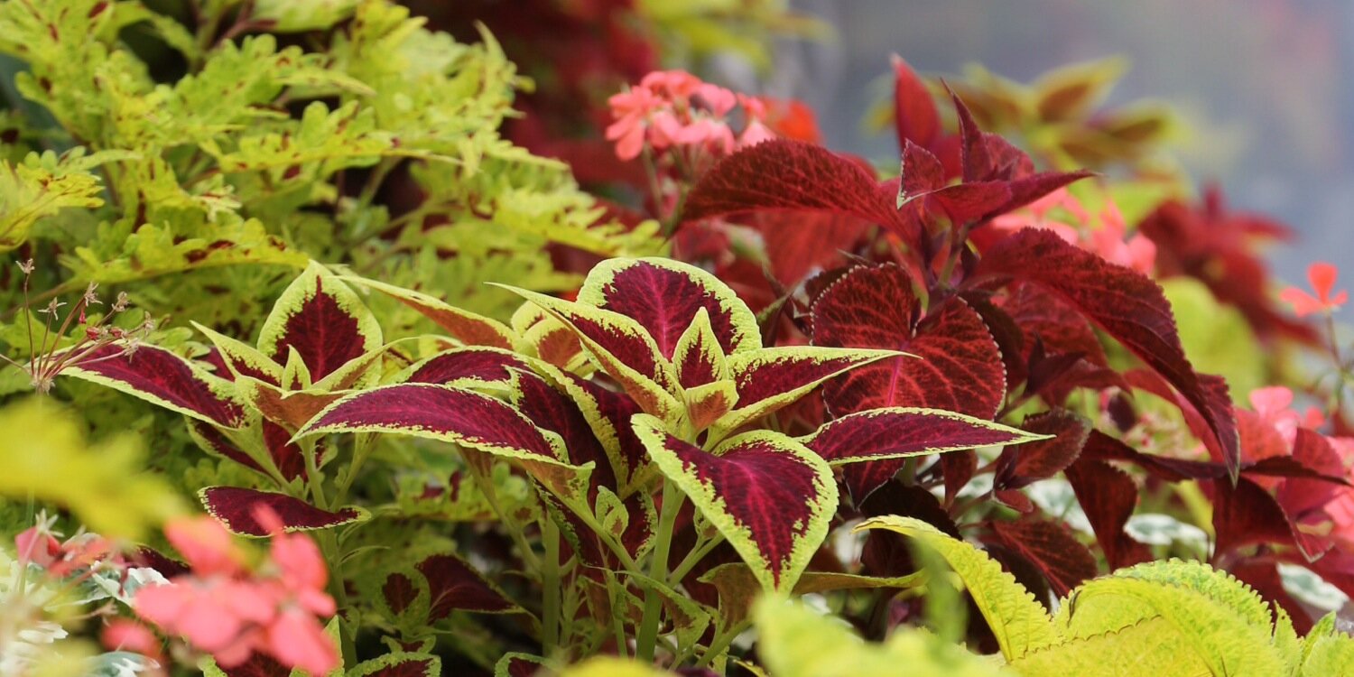 Claire French RN (Adult) SCPHN banner