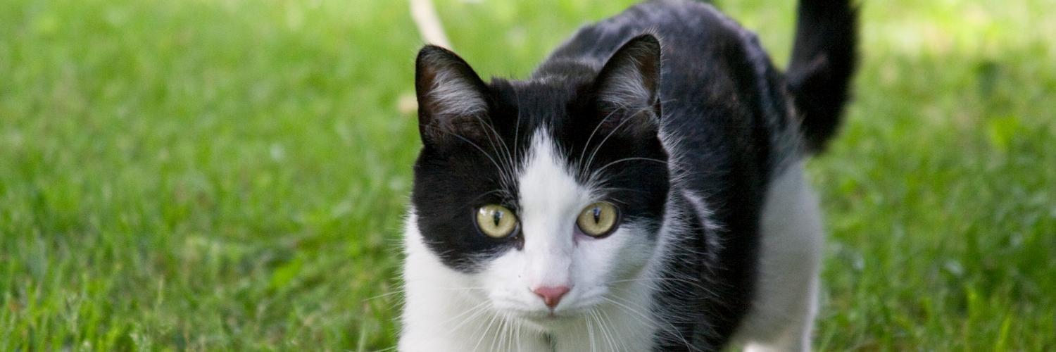 petfriendlychil's profile banner image