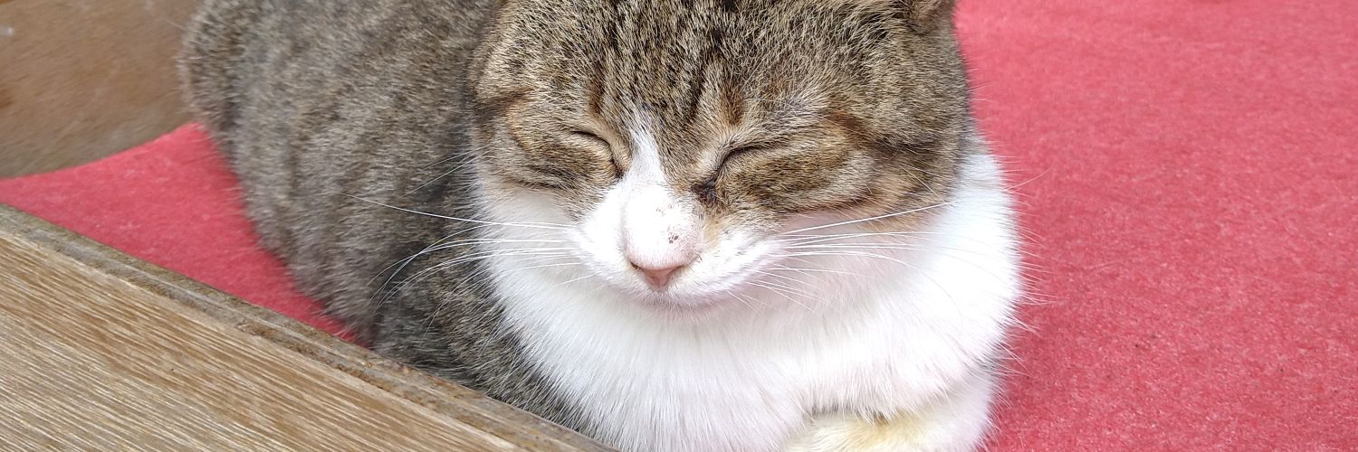 Say@薩摩から子供の未来を創る会 banner