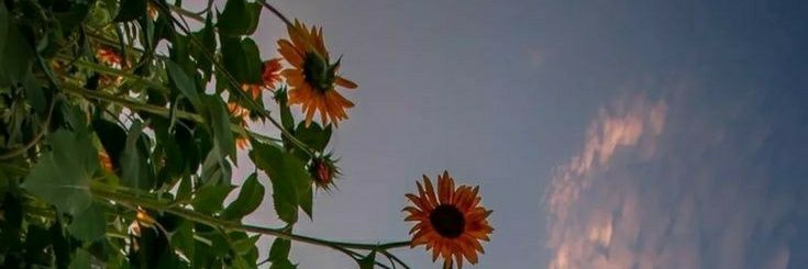 AdeliaAm99's profile banner image