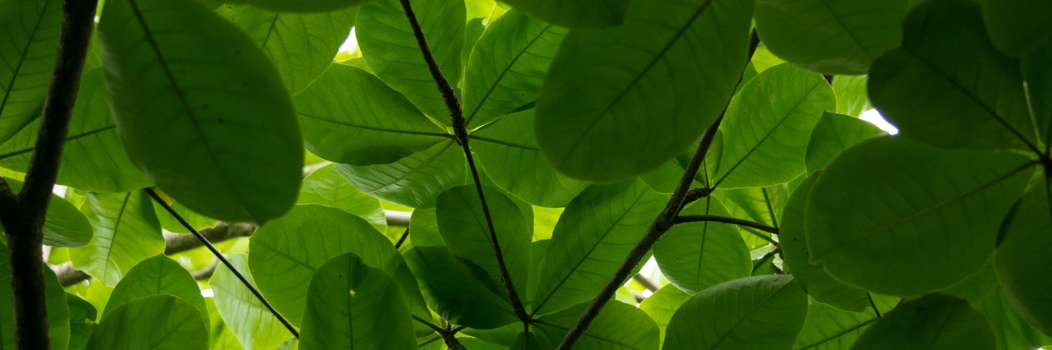 piccarozzi's profile banner image