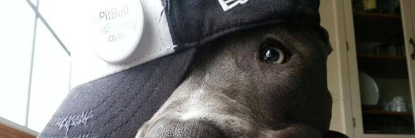 AMORPITBULLQRO's profile banner image