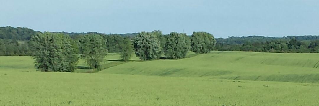 Johanna Weidner banner