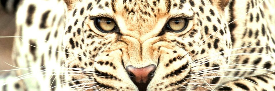 CWarrenHicks's profile banner image