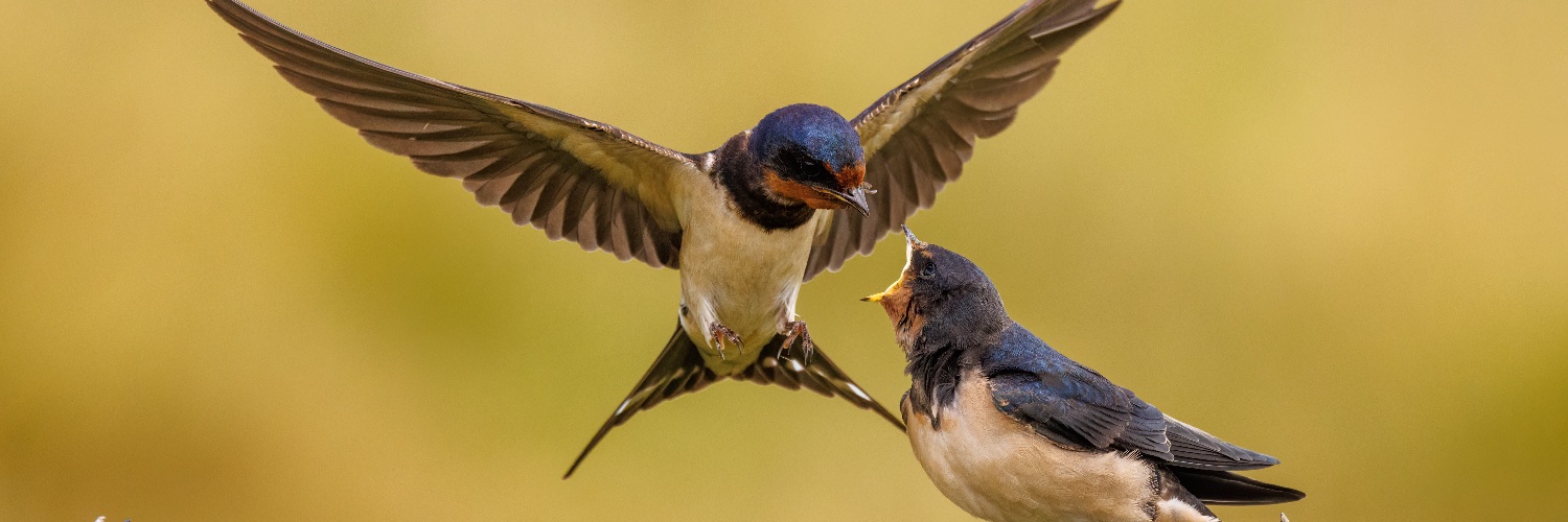 birdstrike53's profile banner image
