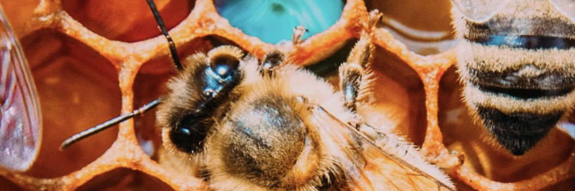Bee Downtown banner